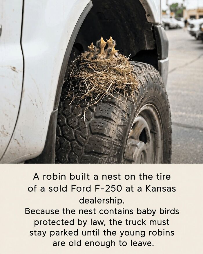 26 Wholesome Animal Facts From Around The World That Restore Faith In Nature (New Pics) 26 Wholesome Animal Facts From Around The World That Restore Faith In Nature (New Pics)