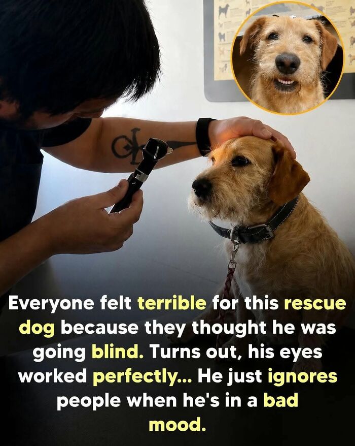 26 Wholesome Animal Facts From Around The World That Restore Faith In Nature (New Pics) 26 Wholesome Animal Facts From Around The World That Restore Faith In Nature (New Pics)