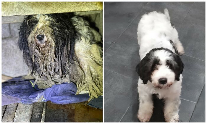 This Rescue Organization Shared 25 Incredible Dog Transformations That Are Hard To Believe This Rescue Organization Shared 25 Incredible Dog Transformations That Are Hard To Believe