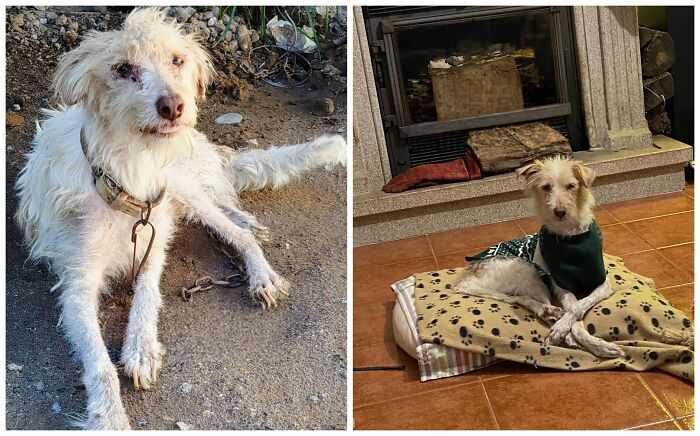 This Rescue Organization Shared 25 Incredible Dog Transformations That Are Hard To Believe This Rescue Organization Shared 25 Incredible Dog Transformations That Are Hard To Believe