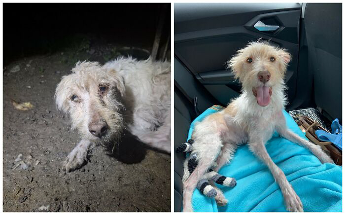 This Rescue Organization Shared 25 Incredible Dog Transformations That Are Hard To Believe This Rescue Organization Shared 25 Incredible Dog Transformations That Are Hard To Believe