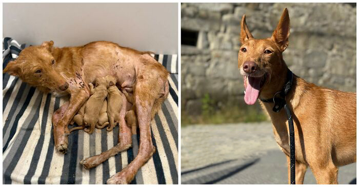 This Rescue Organization Shared 25 Incredible Dog Transformations That Are Hard To Believe This Rescue Organization Shared 25 Incredible Dog Transformations That Are Hard To Believe