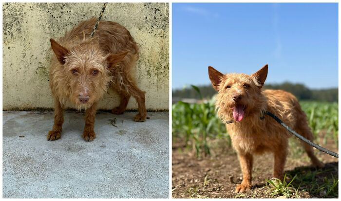 This Rescue Organization Shared 25 Incredible Dog Transformations That Are Hard To Believe This Rescue Organization Shared 25 Incredible Dog Transformations That Are Hard To Believe