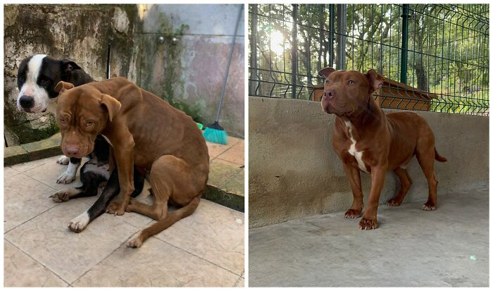 This Rescue Organization Shared 25 Incredible Dog Transformations That Are Hard To Believe This Rescue Organization Shared 25 Incredible Dog Transformations That Are Hard To Believe