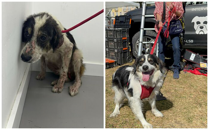 This Rescue Organization Shared 25 Incredible Dog Transformations That Are Hard To Believe This Rescue Organization Shared 25 Incredible Dog Transformations That Are Hard To Believe
