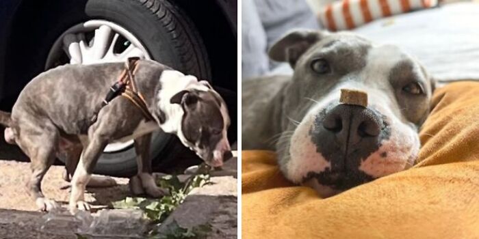 This Rescue Organization Shared 25 Incredible Dog Transformations That Are Hard To Believe This Rescue Organization Shared 25 Incredible Dog Transformations That Are Hard To Believe
