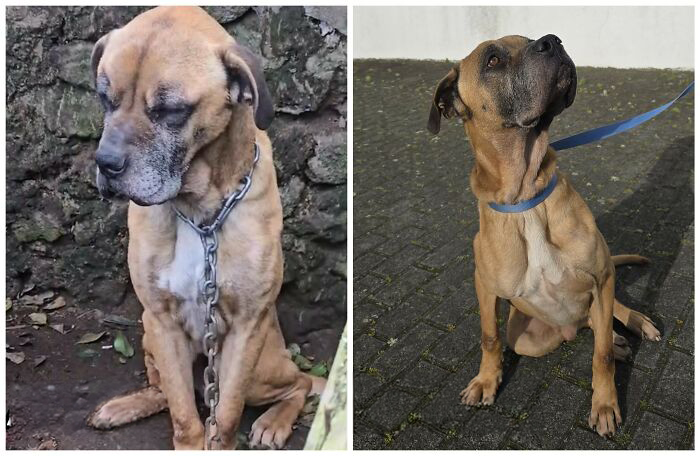 This Rescue Organization Shared 25 Incredible Dog Transformations That Are Hard To Believe This Rescue Organization Shared 25 Incredible Dog Transformations That Are Hard To Believe
