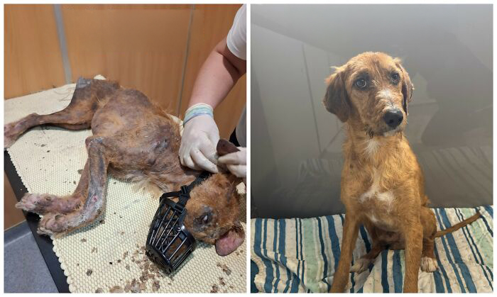 This Rescue Organization Shared 25 Incredible Dog Transformations That Are Hard To Believe This Rescue Organization Shared 25 Incredible Dog Transformations That Are Hard To Believe