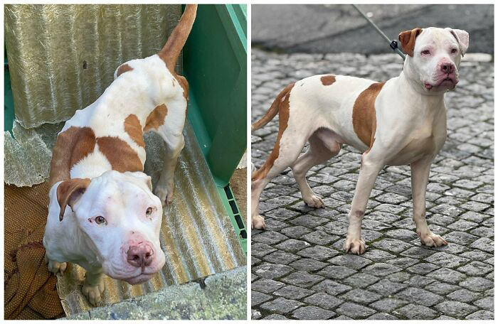 This Rescue Organization Shared 25 Incredible Dog Transformations That Are Hard To Believe This Rescue Organization Shared 25 Incredible Dog Transformations That Are Hard To Believe