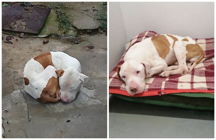 This Rescue Organization Shared 25 Incredible Dog Transformations That Are Hard To Believe This Rescue Organization Shared 25 Incredible Dog Transformations That Are Hard To Believe
