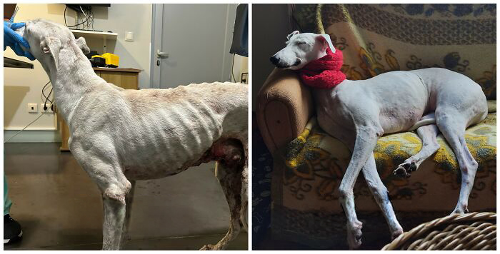 This Rescue Organization Shared 25 Incredible Dog Transformations That Are Hard To Believe This Rescue Organization Shared 25 Incredible Dog Transformations That Are Hard To Believe