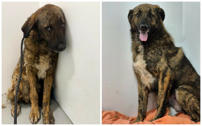 This Rescue Organization Shared 25 Incredible Dog Transformations That Are Hard To Believe This Rescue Organization Shared 25 Incredible Dog Transformations That Are Hard To Believe