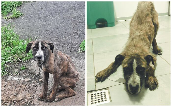 This Rescue Organization Shared 25 Incredible Dog Transformations That Are Hard To Believe This Rescue Organization Shared 25 Incredible Dog Transformations That Are Hard To Believe