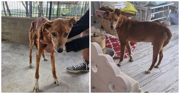 This Rescue Organization Shared 25 Incredible Dog Transformations That Are Hard To Believe This Rescue Organization Shared 25 Incredible Dog Transformations That Are Hard To Believe