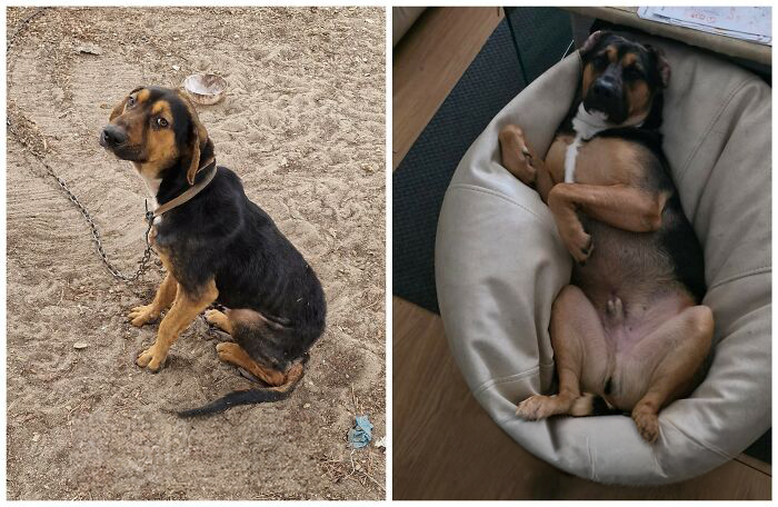 This Rescue Organization Shared 25 Incredible Dog Transformations That Are Hard To Believe This Rescue Organization Shared 25 Incredible Dog Transformations That Are Hard To Believe