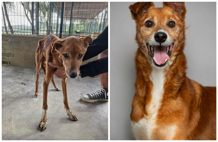 This Rescue Organization Shared 25 Incredible Dog Transformations That Are Hard To Believe This Rescue Organization Shared 25 Incredible Dog Transformations That Are Hard To Believe
