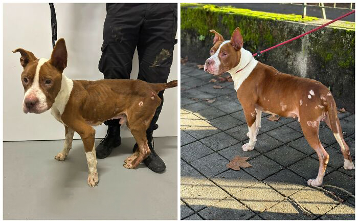 This Rescue Organization Shared 25 Incredible Dog Transformations That Are Hard To Believe This Rescue Organization Shared 25 Incredible Dog Transformations That Are Hard To Believe