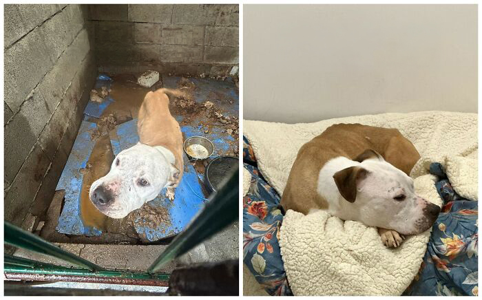 This Rescue Organization Shared 25 Incredible Dog Transformations That Are Hard To Believe This Rescue Organization Shared 25 Incredible Dog Transformations That Are Hard To Believe