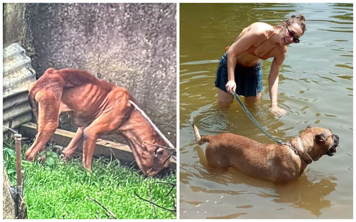 This Rescue Organization Shared 25 Incredible Dog Transformations That Are Hard To Believe This Rescue Organization Shared 25 Incredible Dog Transformations That Are Hard To Believe