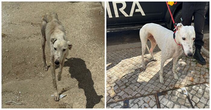 This Rescue Organization Shared 25 Incredible Dog Transformations That Are Hard To Believe This Rescue Organization Shared 25 Incredible Dog Transformations That Are Hard To Believe