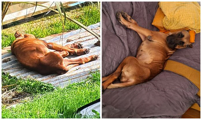 This Rescue Organization Shared 25 Incredible Dog Transformations That Are Hard To Believe This Rescue Organization Shared 25 Incredible Dog Transformations That Are Hard To Believe