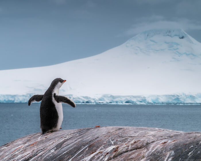 This Photographer Captured Antarctica’s Frozen Landscapes From A Red-Sailed Schooner (42 Pics) This Photographer Captured Antarctica’s Frozen Landscapes From A Red-Sailed Schooner (42 Pics)