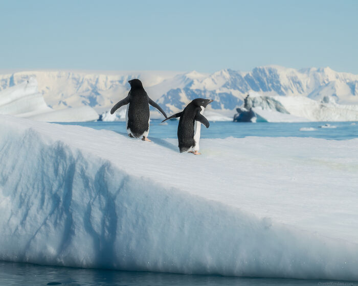 This Photographer Captured Antarctica’s Frozen Landscapes From A Red-Sailed Schooner (42 Pics) This Photographer Captured Antarctica’s Frozen Landscapes From A Red-Sailed Schooner (42 Pics)