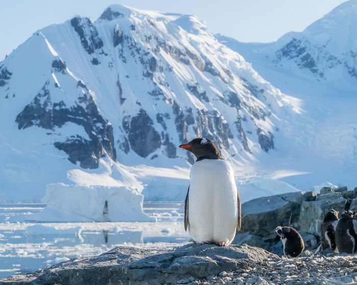 This Photographer Captured Antarctica’s Frozen Landscapes From A Red-Sailed Schooner (42 Pics) This Photographer Captured Antarctica’s Frozen Landscapes From A Red-Sailed Schooner (42 Pics)
