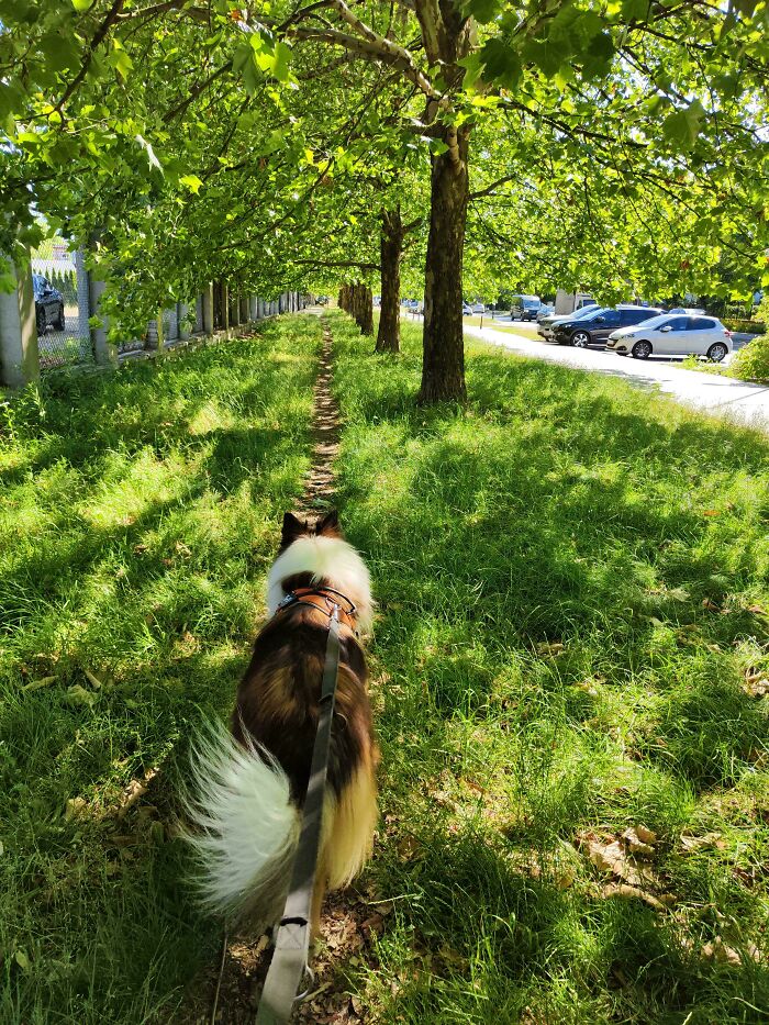 75 “Desire Paths” That Show Human Stubbornness In The Best Way Possible (New Pics) 75 “Desire Paths” That Show Human Stubbornness In The Best Way Possible (New Pics)