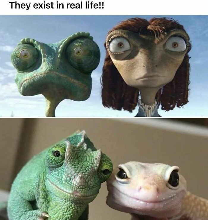 64 Funny Silly Memes To Brighten Your Day With Some Lighthearted Humor 64 Funny Silly Memes To Brighten Your Day With Some Lighthearted Humor