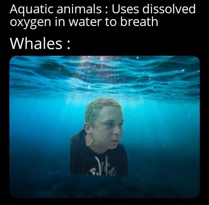 64 Funny Silly Memes To Brighten Your Day With Some Lighthearted Humor 64 Funny Silly Memes To Brighten Your Day With Some Lighthearted Humor
