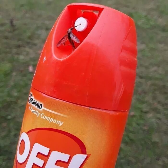 76 Mad Lads Who Saw A Rule And Took It As A Personal Challenge 76 Mad Lads Who Saw A Rule And Took It As A Personal Challenge