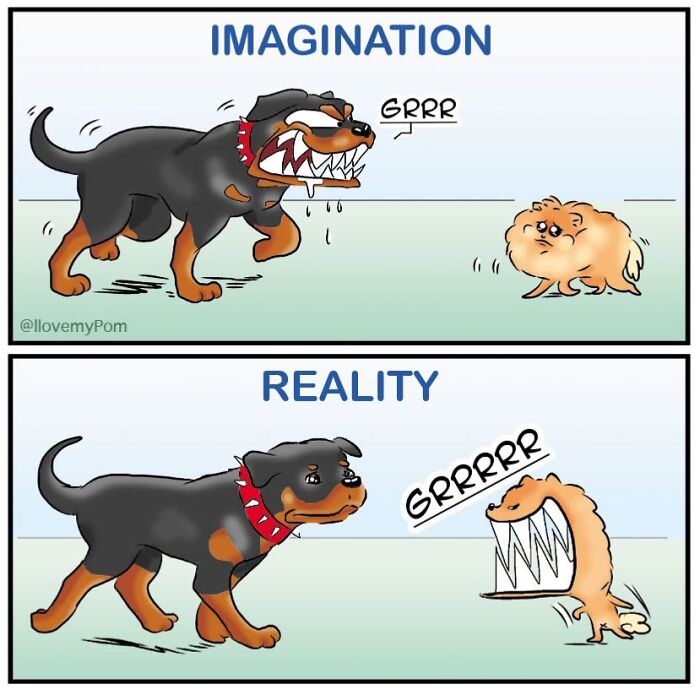 40 Hilariously Accurate Comics By This Artist That Perfectly Capture Life With A Pomeranian