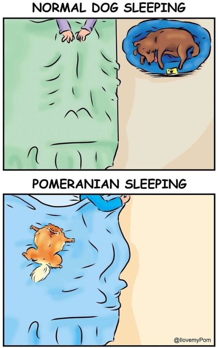 40 Hilariously Accurate Comics By This Artist That Perfectly Capture Life With A Pomeranian
