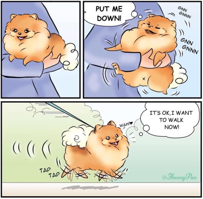 40 Hilariously Accurate Comics By This Artist That Perfectly Capture Life With A Pomeranian