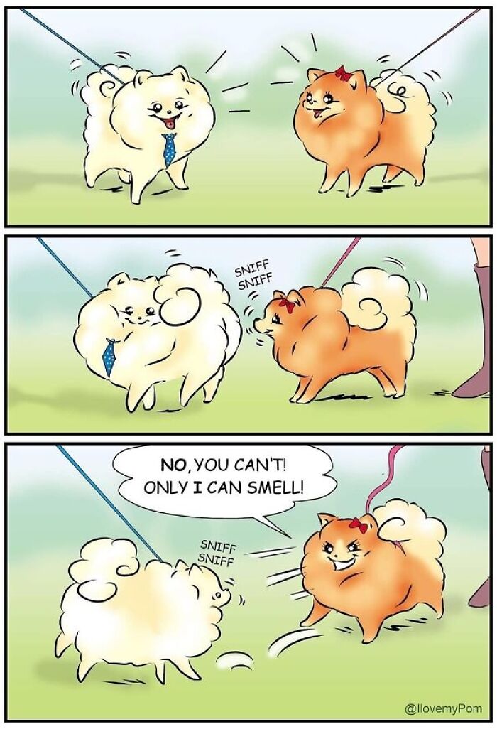 40 Hilariously Accurate Comics By This Artist That Perfectly Capture Life With A Pomeranian