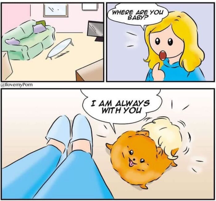 40 Hilariously Accurate Comics By This Artist That Perfectly Capture Life With A Pomeranian