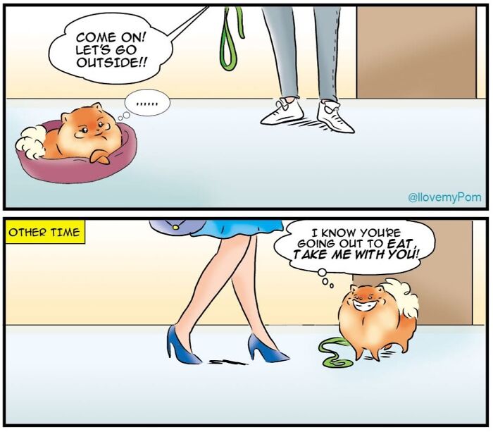 40 Hilariously Accurate Comics By This Artist That Perfectly Capture Life With A Pomeranian