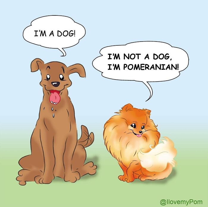 40 Hilariously Accurate Comics By This Artist That Perfectly Capture Life With A Pomeranian