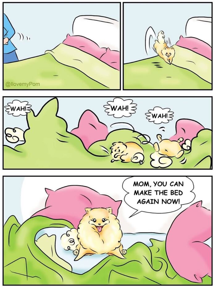 40 Hilariously Accurate Comics By This Artist That Perfectly Capture Life With A Pomeranian