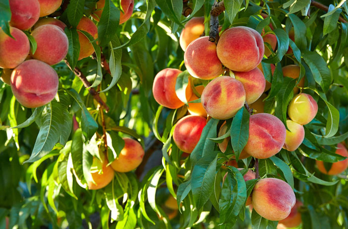 Entitled Woman Sneakily Destroys 120YO Orchard, Neighbor Takes Revenge Worth $437K On Her Entitled Woman Sneakily Destroys 120YO Orchard, Neighbor Takes Revenge Worth $437K On Her