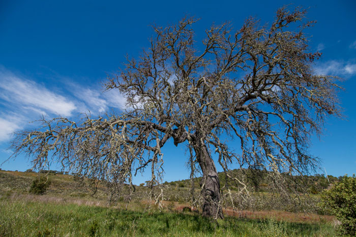 Entitled Woman Sneakily Destroys 120YO Orchard, Neighbor Takes Revenge Worth $437K On Her Entitled Woman Sneakily Destroys 120YO Orchard, Neighbor Takes Revenge Worth $437K On Her