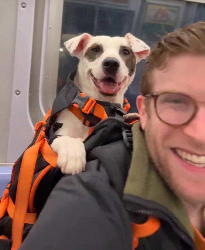 This Content Creator Carries Shelter Dogs Around NYC In A Backpack To Help Them Get Adopted This Content Creator Carries Shelter Dogs Around NYC In A Backpack To Help Them Get Adopted