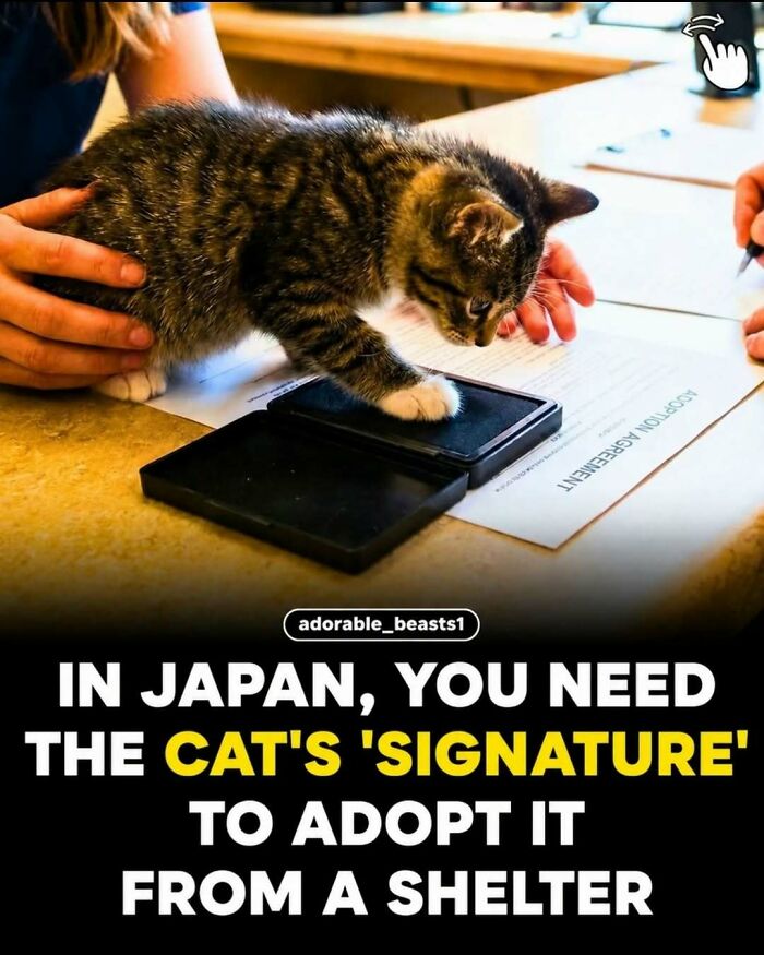 “Stands Like A Human”: 35 Surprising Facts And Stories About Animals That Might Teach You Something New “Stands Like A Human”: 35 Surprising Facts And Stories About Animals That Might Teach You Something New