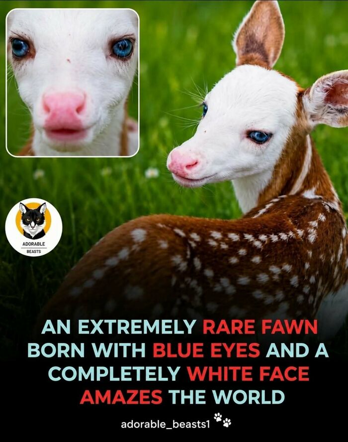 “Stands Like A Human”: 35 Surprising Facts And Stories About Animals That Might Teach You Something New “Stands Like A Human”: 35 Surprising Facts And Stories About Animals That Might Teach You Something New