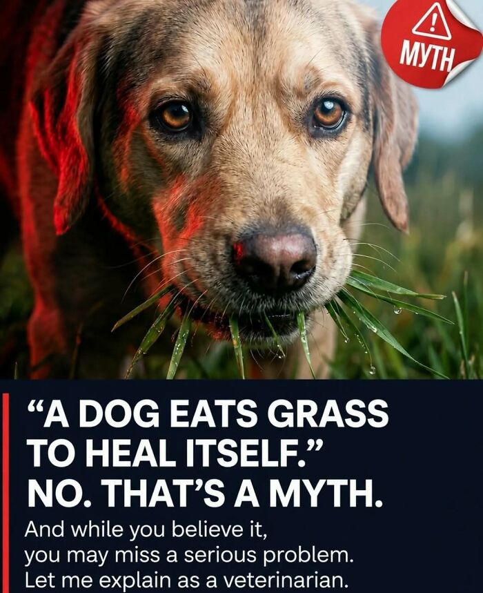 “Stands Like A Human”: 35 Surprising Facts And Stories About Animals That Might Teach You Something New “Stands Like A Human”: 35 Surprising Facts And Stories About Animals That Might Teach You Something New