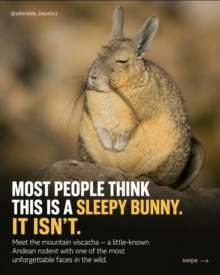 “Stands Like A Human”: 35 Surprising Facts And Stories About Animals That Might Teach You Something New “Stands Like A Human”: 35 Surprising Facts And Stories About Animals That Might Teach You Something New