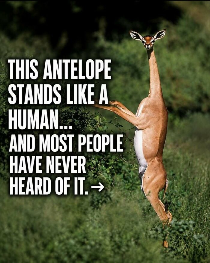 “Stands Like A Human”: 35 Surprising Facts And Stories About Animals That Might Teach You Something New “Stands Like A Human”: 35 Surprising Facts And Stories About Animals That Might Teach You Something New