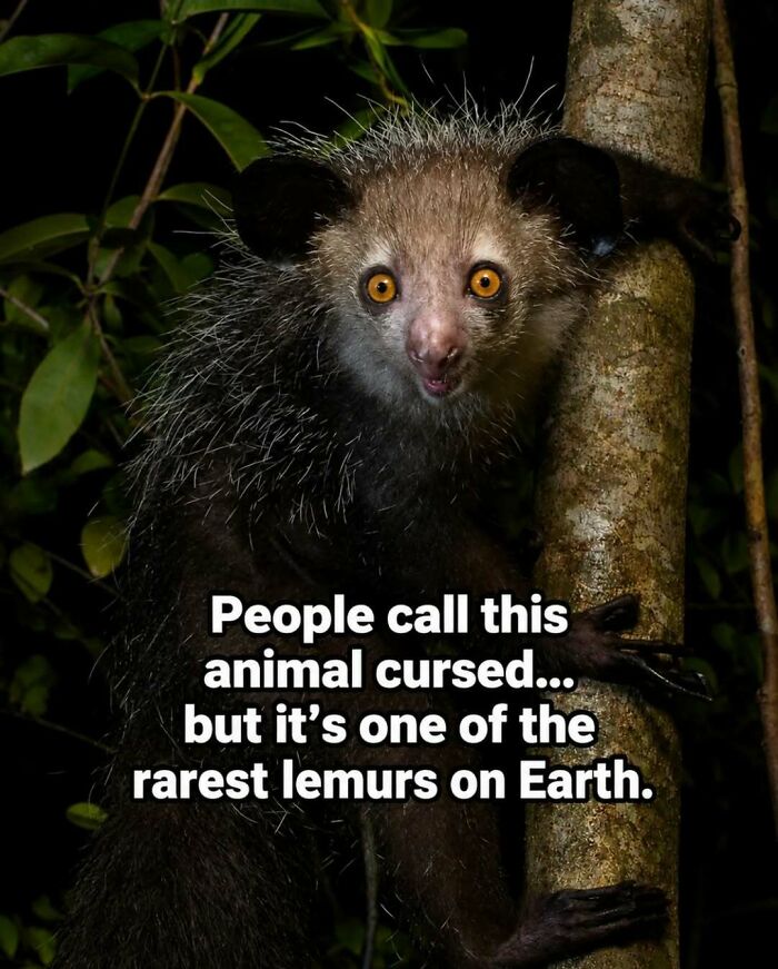 “Stands Like A Human”: 35 Surprising Facts And Stories About Animals That Might Teach You Something New “Stands Like A Human”: 35 Surprising Facts And Stories About Animals That Might Teach You Something New