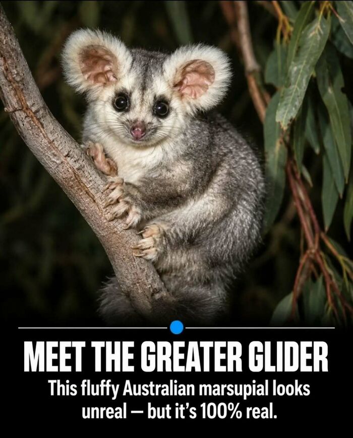 “Stands Like A Human”: 35 Surprising Facts And Stories About Animals That Might Teach You Something New “Stands Like A Human”: 35 Surprising Facts And Stories About Animals That Might Teach You Something New